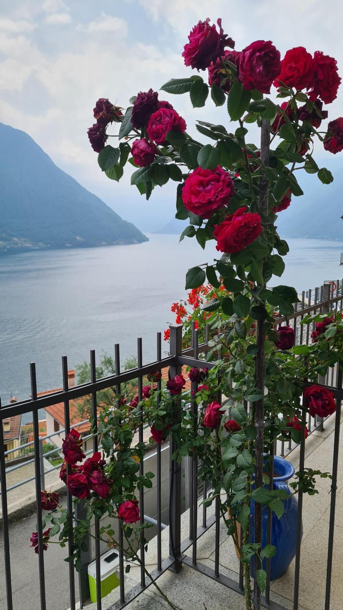 Colonno Panoramica Lago Di Como Kültér fotó
