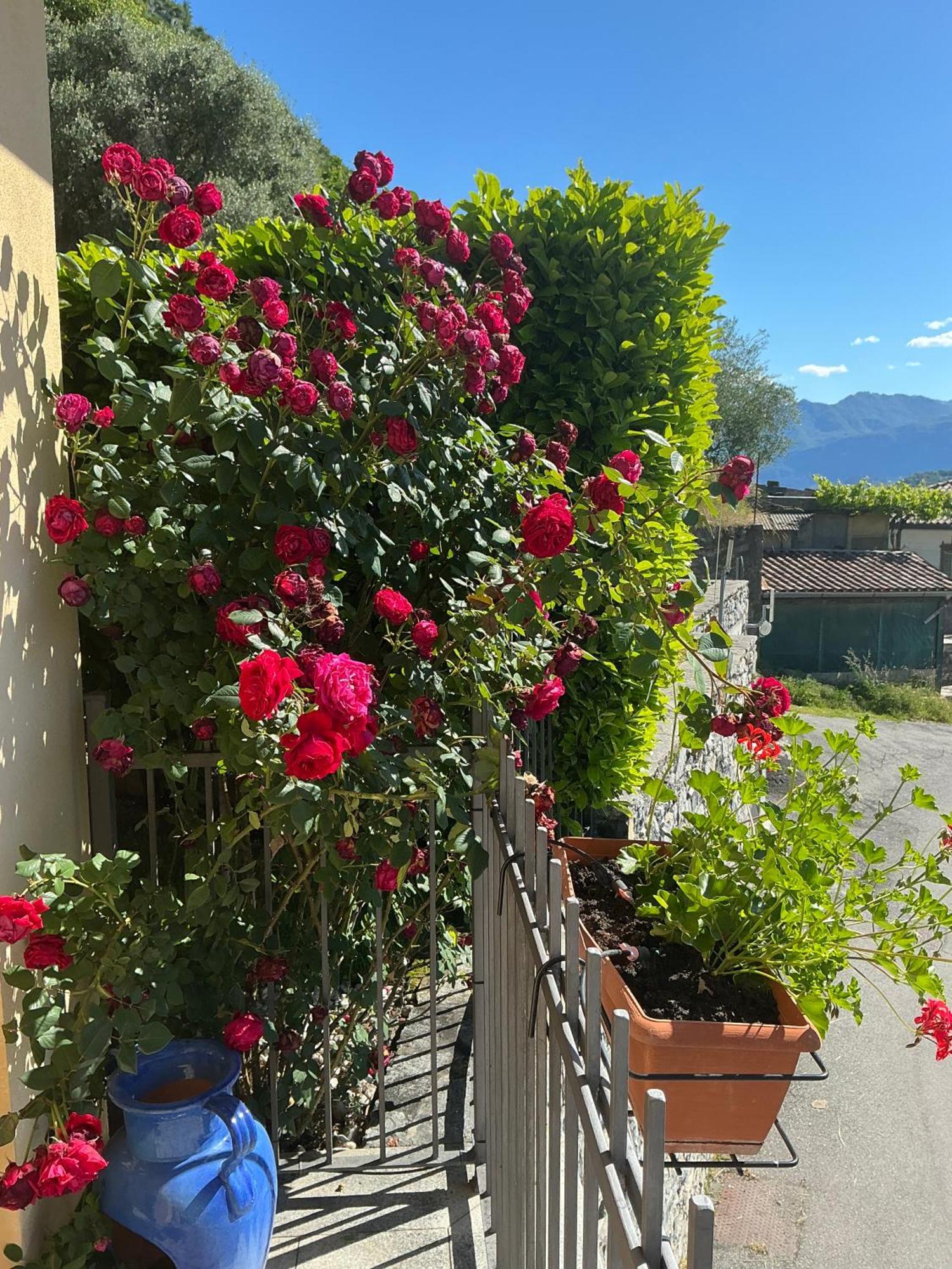 Colonno Panoramica Lago Di Como Kültér fotó